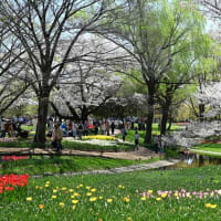 【春爛漫】昭和記念公園にて
