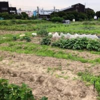 畑に