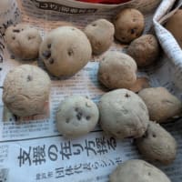 ジャガイモを植付けましたよ