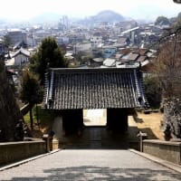坂の街の猫たち　2025年2月　その8