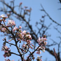 桜の開花宣言と、コブシの散歩道