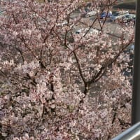 窓から見る桜がきれい！！