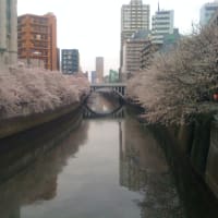 お花見にいってきました？