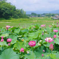田原の棚田のスイレン