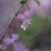 桜を追うモッコウバラ