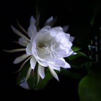 月下美人が咲きました