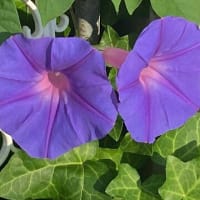 朝ウォーキングの風景。令和7年6月27日。西洋朝顔とペンタス。