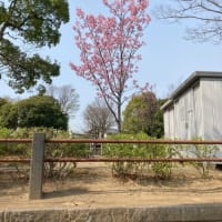 横浜市港南区はソメイヨシノ代替としてヨウコウを重視