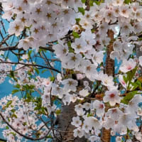 桜の違いは？