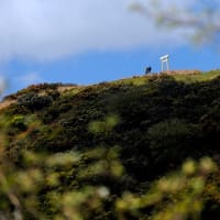 猿田彦大神を祀る神社-三重県鈴鹿市：椿大神社