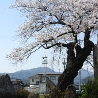 桜花爛漫 火の見櫓と桜 in 塩尻市片丘