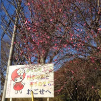 越生町山吹の里・赤い花の梅を、美里さん一家で散策
