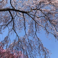 塩釜市内かくれた？桜の名所。