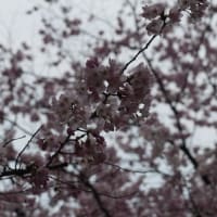 錦町公園の桜