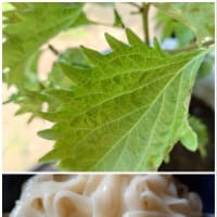 ひもかわうどん、イベントネタ。ほか。