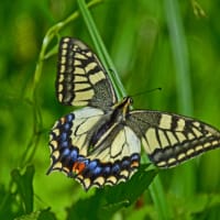 モンキアゲハの交尾・キアゲハとキショウブ・ほか～小型2種の蝶の姿を・・・