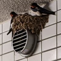 一日遅れの誕生報告