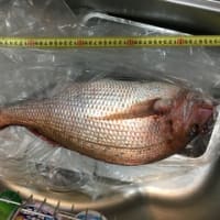 久しぶりに釣り