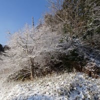 カメラ復旧、樹氷がきれい