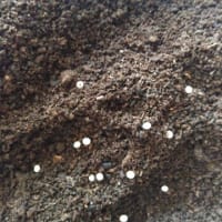 カブトムシ幼虫　最終盤