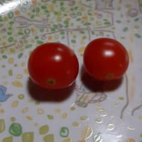 トマト苗