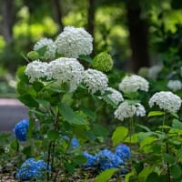 紫陽花とゆり、白の彩り。
