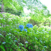 多摩川台公園あじさい園　　山一面に色々のあじさいが咲いています　　　1