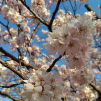 南足柄の桜
