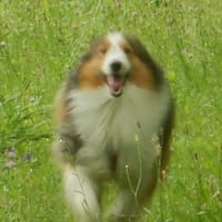 ここ掘れワン