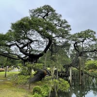 夏の池