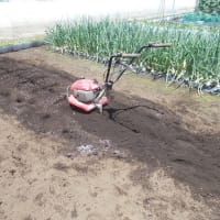 マクワウリは自家製苗を植えました。