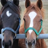 後藤繁樹の豆知識!競走馬の飼育費用は平均月60万円⁉