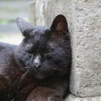 黒猫　写真5