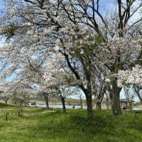 西の湖の桜