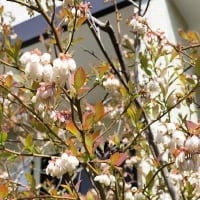 小次郎と春の草花－ブルーベリーの花－