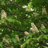 爽やかな5月の花巡り