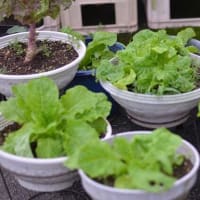 一雨降ったら、成長が早い、雑草も