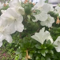猫草も便利になりました