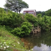 今年も行って来ました（２０１９年　松之山探鳥）
