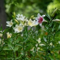 都心、初夏の彩り。