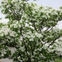 公園の木々とタニウツギ