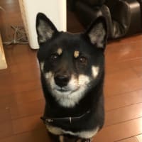 元気だワン🐶❣️ よいお年を〜🎍💓