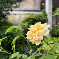 新しい毎日の顔　　〜花の中の花〜