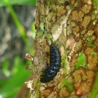 水戸の昆虫(14)
