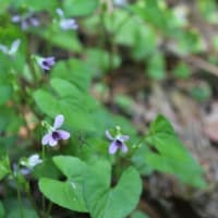 野の花花見ゆっくりWALK