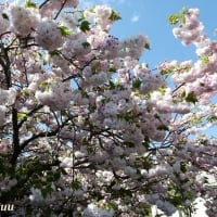 「相模が丘仲良し小道」で咲く遅咲き「桜」いろいろ！！