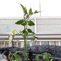 今年の紫陽花は終わりに