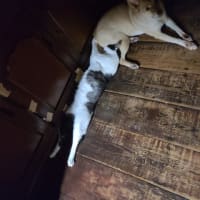 くっつく