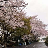 伊坂ダム桜
