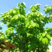 堺市緑化センターにて